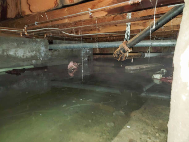 Best Water damage mitigation services  in Sauk Rapids, MN